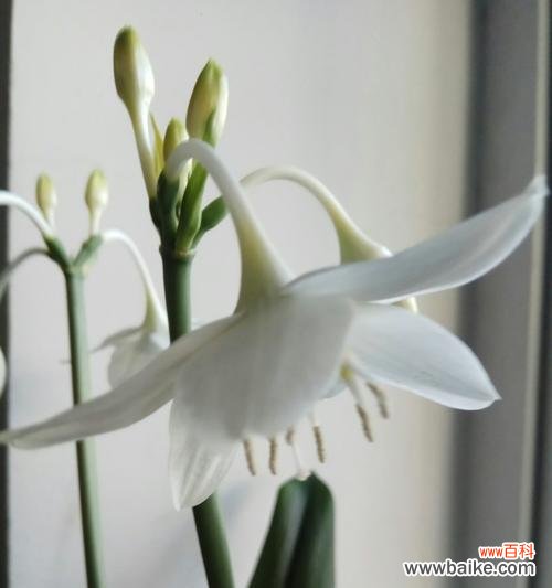 透过花朵了解白兰花的美丽与深意 白兰花的寓意与象征意义