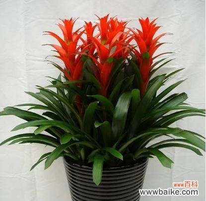 传统风水信仰中的福神与财神 鸿运当头，财运亨通的风水寓意与象征