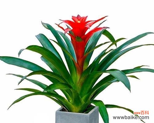 传统风水信仰中的福神与财神 鸿运当头，财运亨通的风水寓意与象征