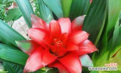 传统风水信仰中的福神与财神 鸿运当头，财运亨通的风水寓意与象征