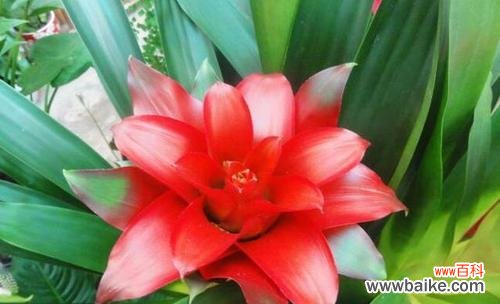 传统风水信仰中的福神与财神 鸿运当头，财运亨通的风水寓意与象征