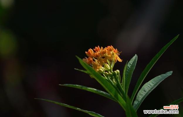 倾听以马利筋花语 以马利筋花语之美