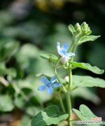 倾听以马利筋花语 以马利筋花语之美