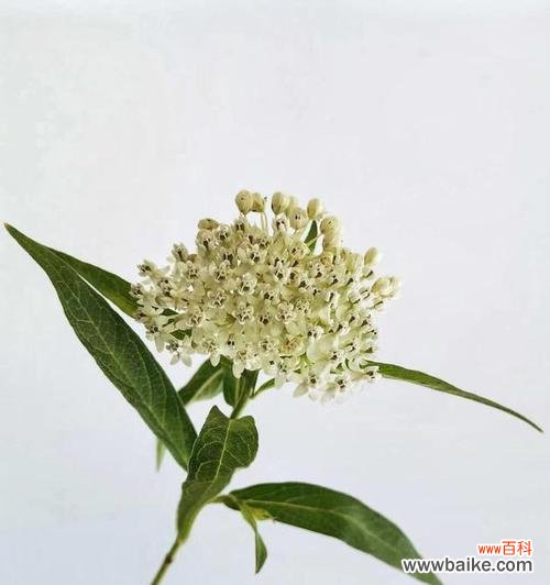 倾听以马利筋花语 以马利筋花语之美