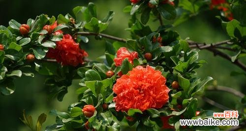 探究石榴花寓意的文化背景和象征意义 石榴花