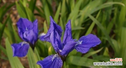 揭开花朵中隐藏的骄傲 傲慢高傲的花——自负之姿