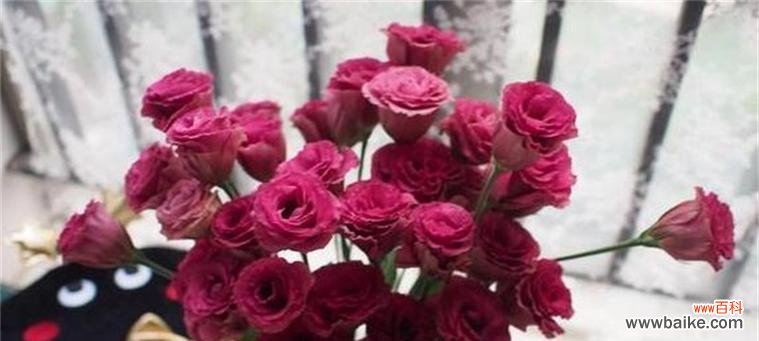 探寻玫瑰花所代表的热烈爱情的含义与象征 热烈的爱之花