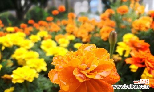 探寻万寿菊的花语与传说 万寿菊花语与其相关故事