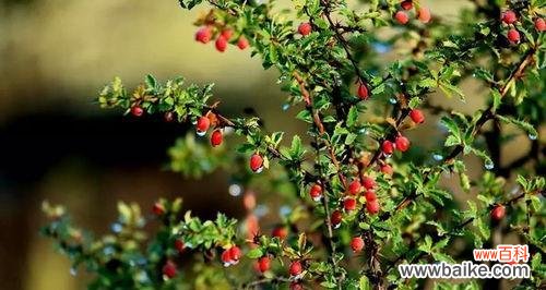 揭开红豆的文化密码 红豆的象征意义与寓意