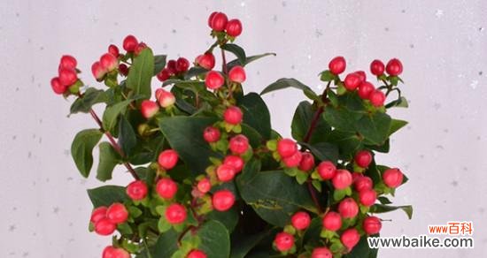 揭开红豆的文化密码 红豆的象征意义与寓意