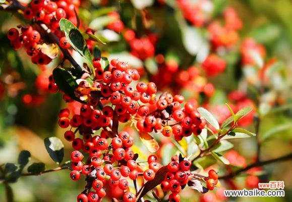 揭开红豆的文化密码 红豆的象征意义与寓意