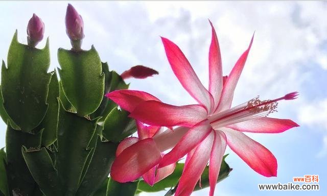 探索蟹爪兰花语的深意与魅力 蟹爪兰花语之美丽与独特